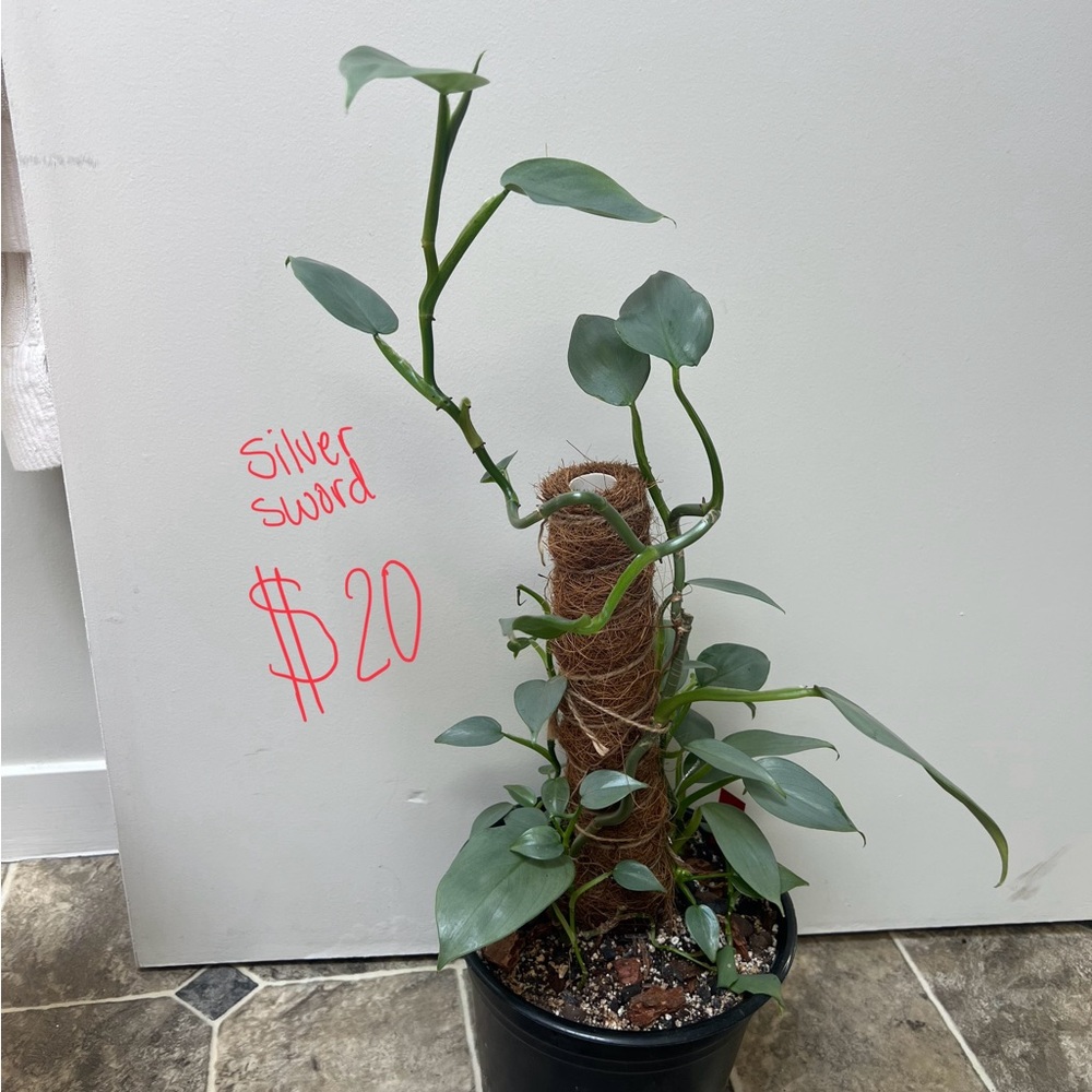 Silver Sword Philodendron Plant
